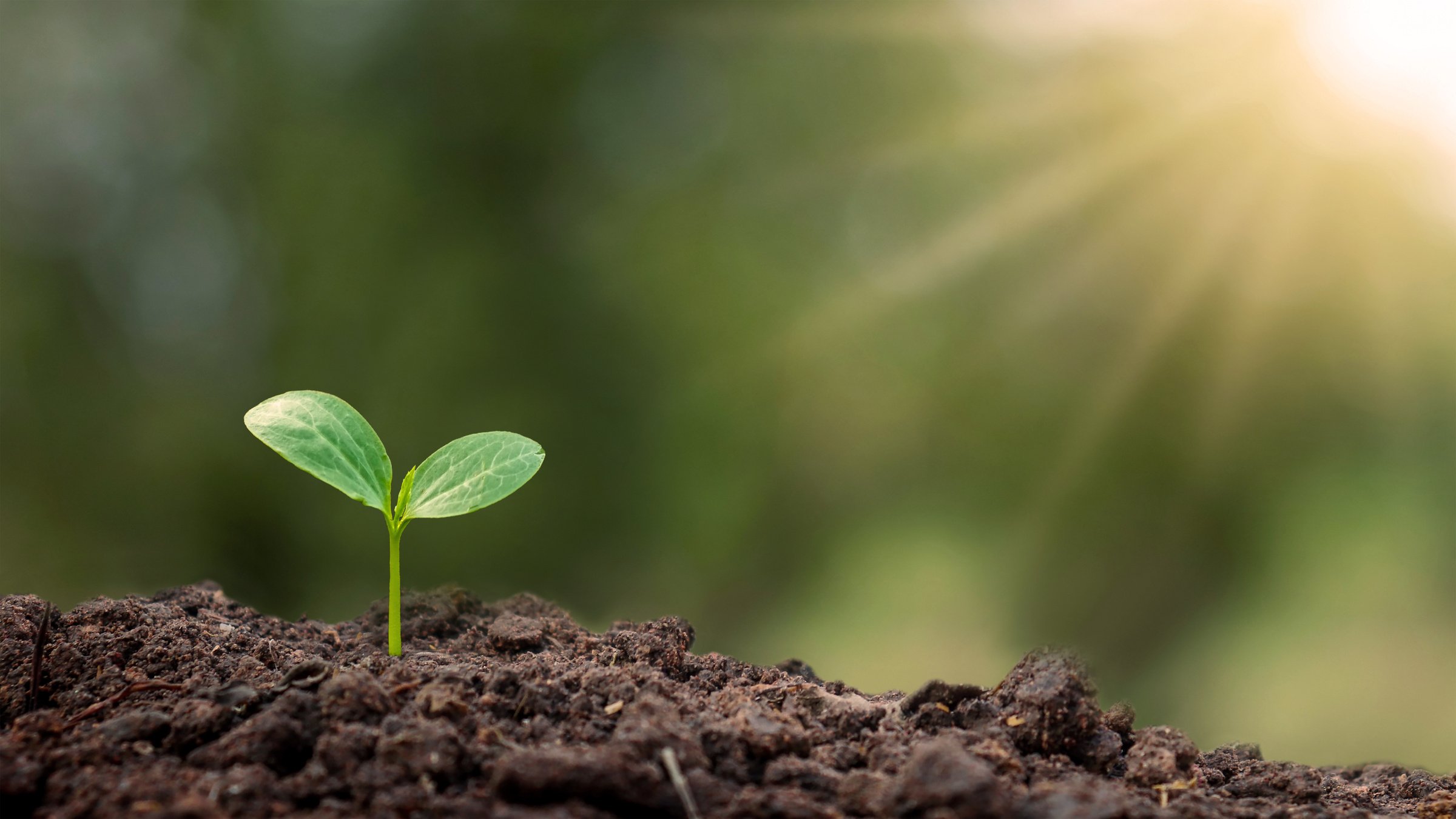 Small Sprout on in the Soil Copy Space